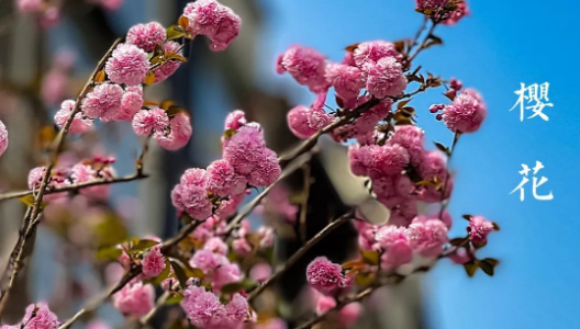 3308维多利亚线路检测中心精彩生涯指南 | 观花篇 NO001
