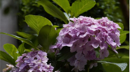 3308维多利亚线路检测中心丨院子里的100种生涯方式 N009